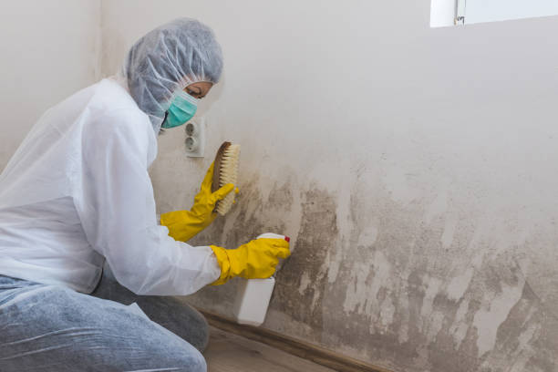 Why You Should Choose Our Mold Remediation Services in Matawan, NJ